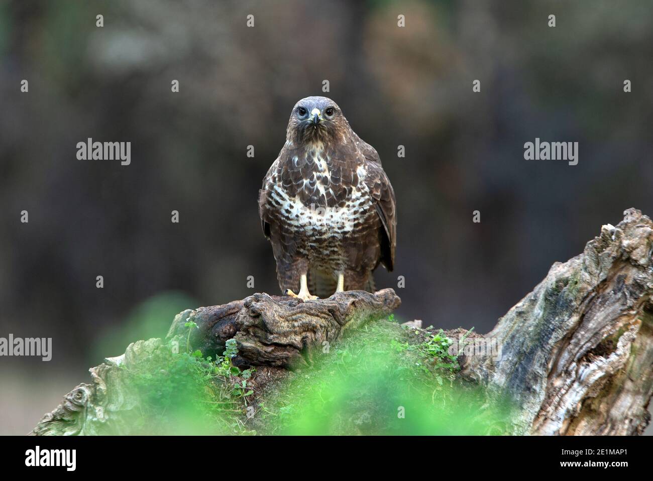 Common buzzard with the last evening lights in a pine forest Stock Photo