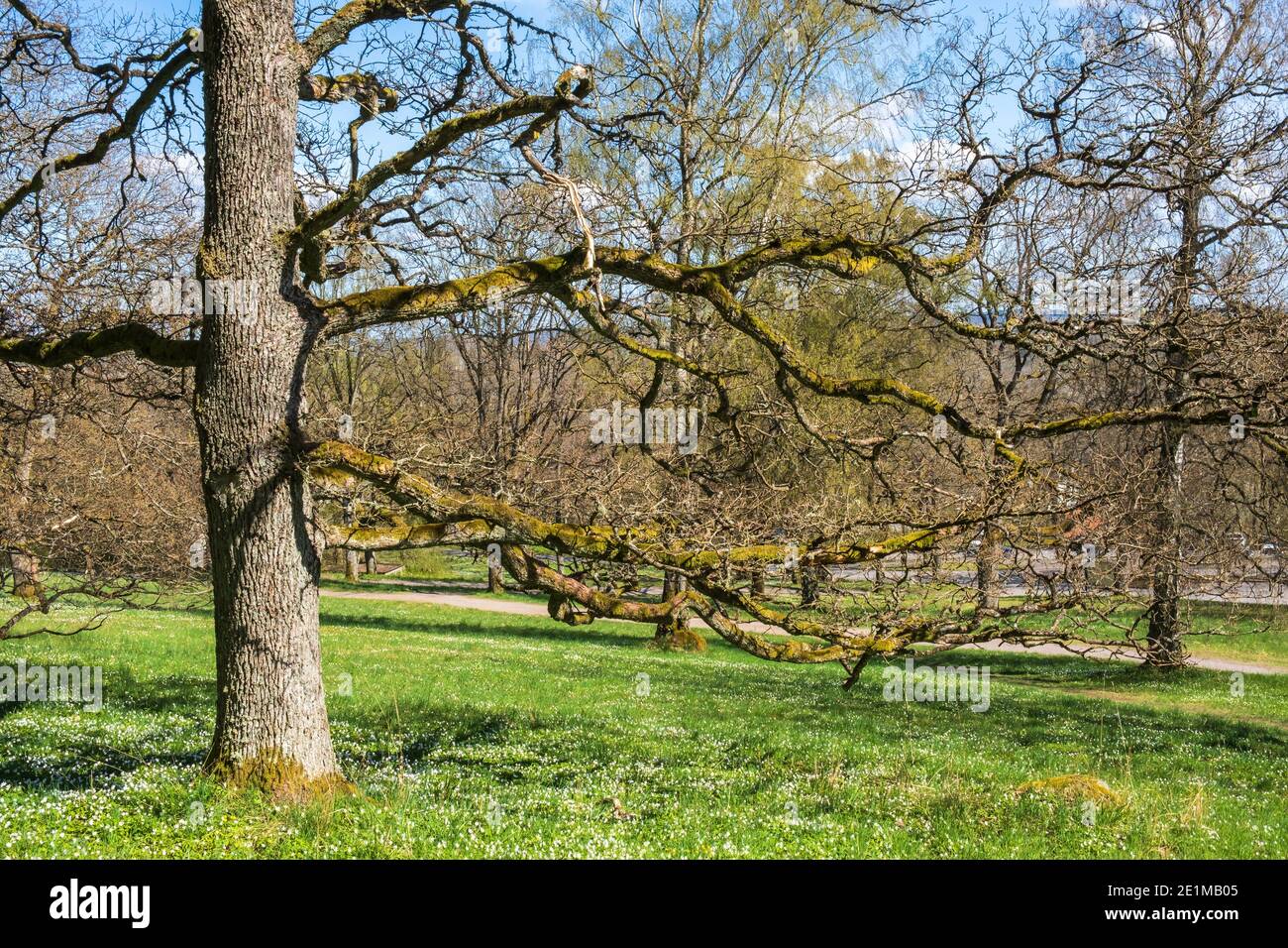 Oak tree in a park in the spring Stock Photo - Alamy