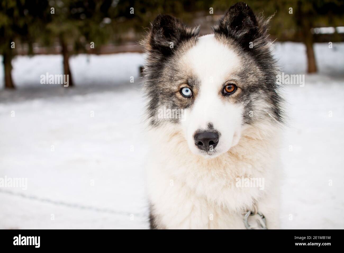 Portrait of a beautiful northern dog of the husky breed. Stock Photo