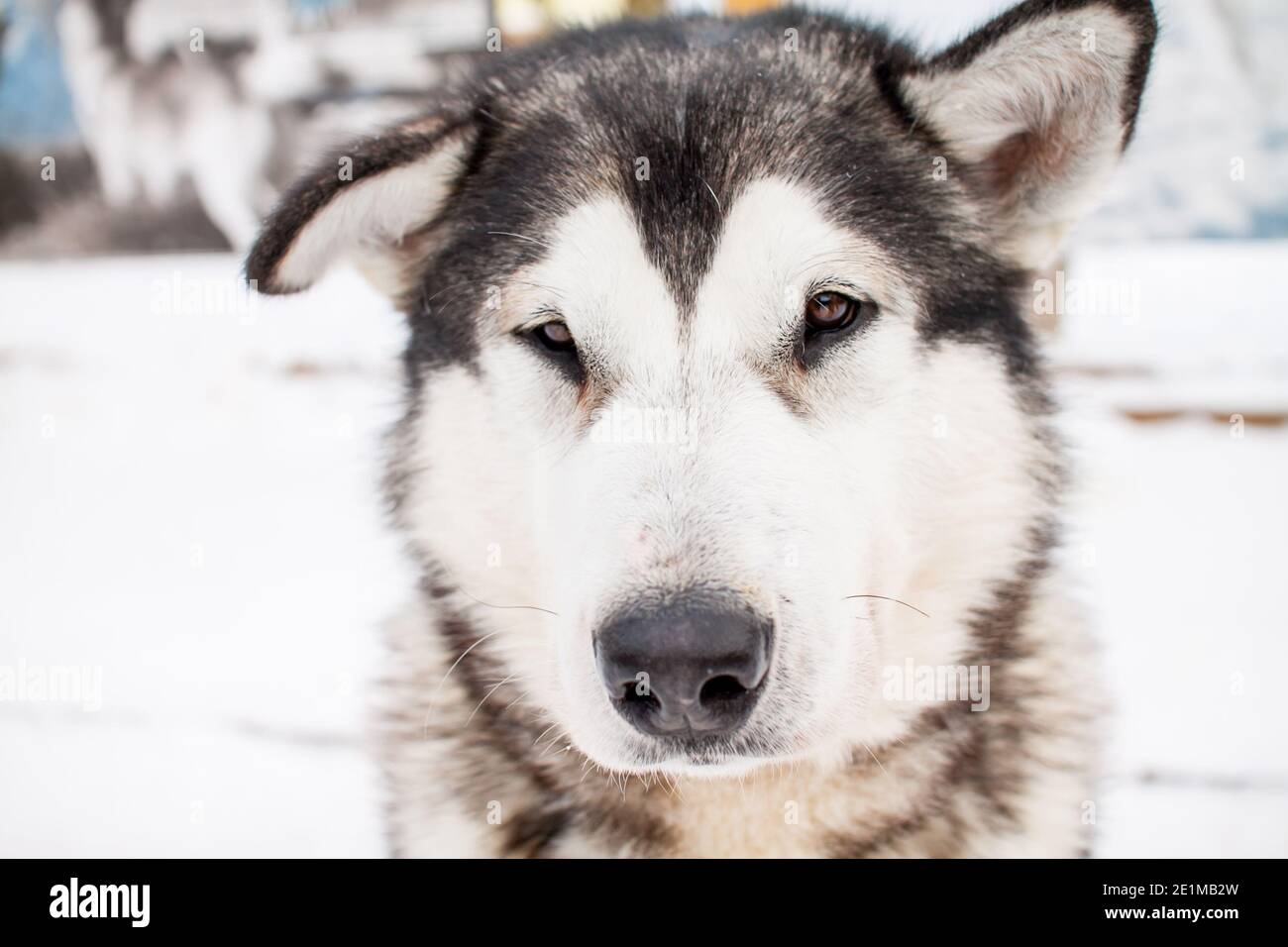 Portrait of a beautiful northern dog of the husky breed. Stock Photo