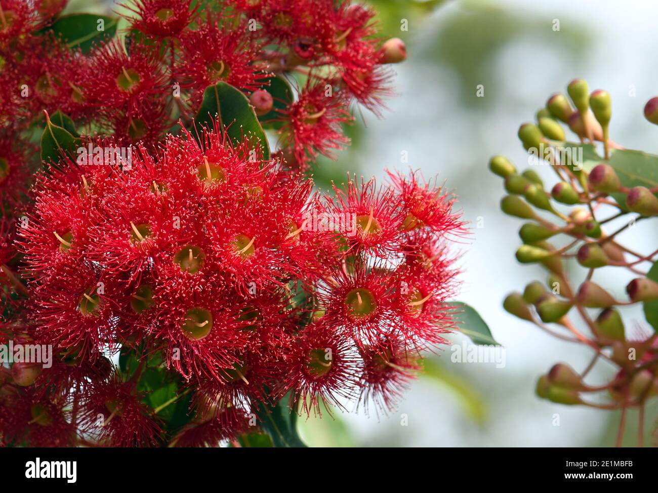 Red blossoms and buds of the Australian native flowering gum tree Corymbia ficifolia Wildfire variety, Family Myrtaceae. Endemic to Stirling Ranges WA Stock Photo