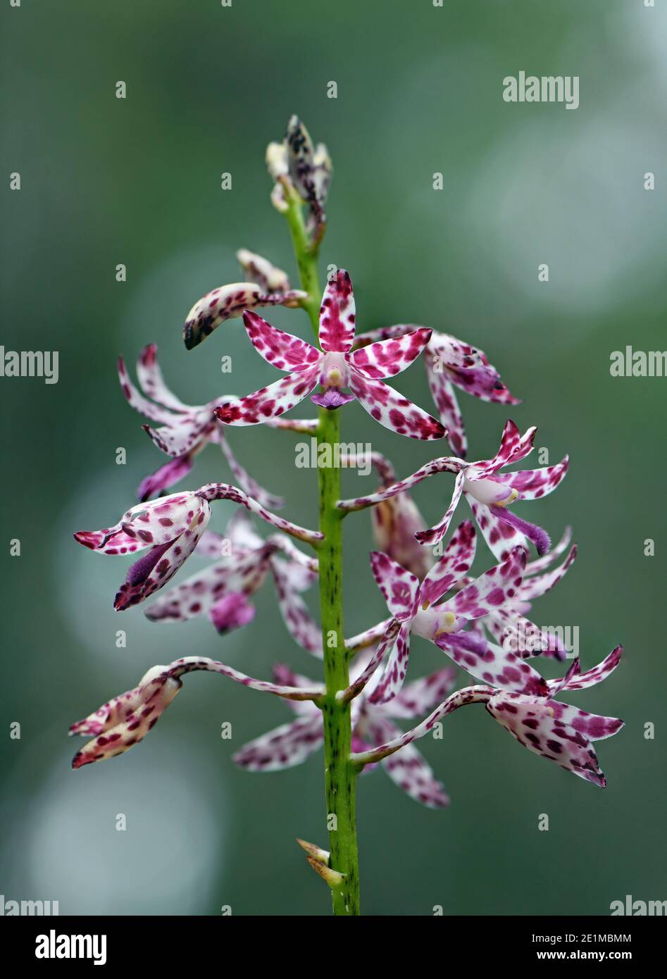 Purple pink and white flowers of the Australian native Blotched Hyacinth Orchid, Dipodium variegatum, family Orchidaceae, growing in Sydney NSW Stock Photo