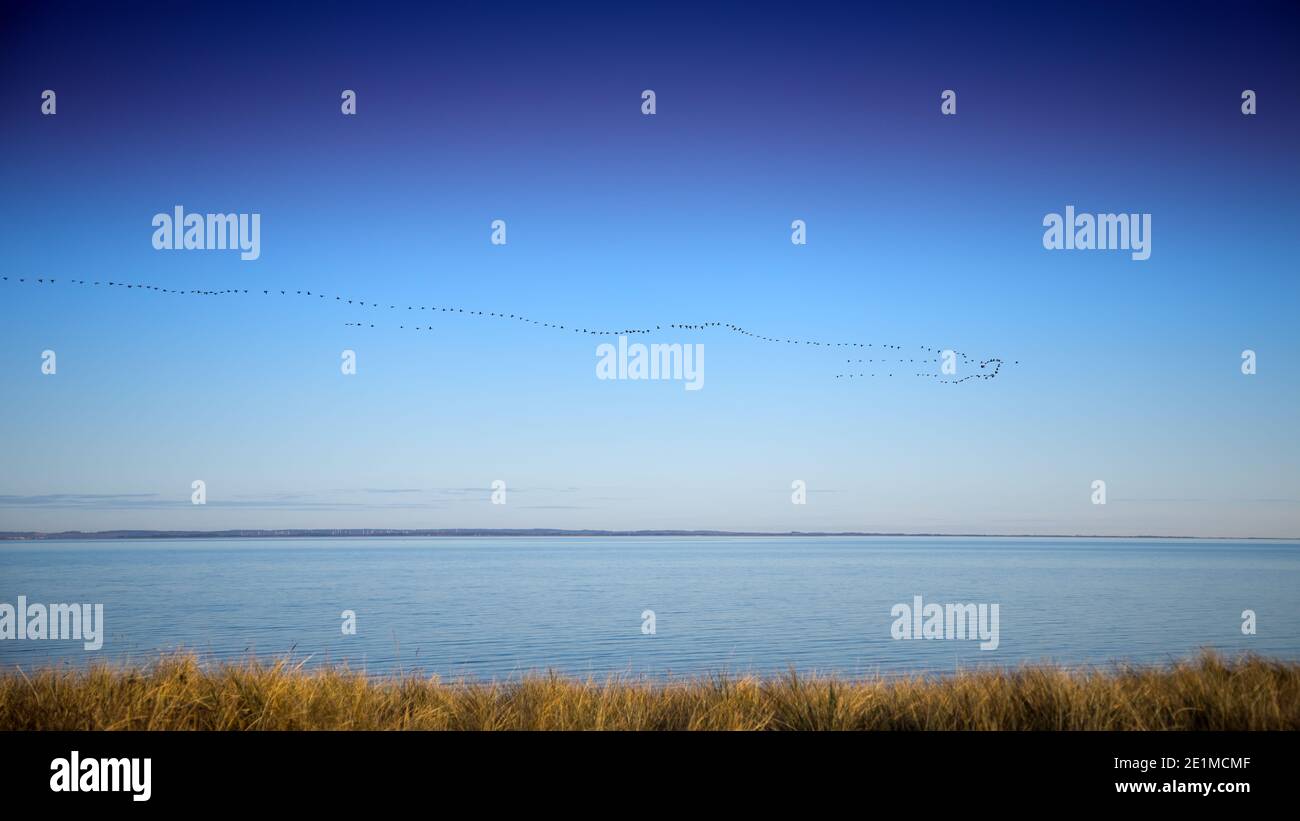 wild geese flying in formation Stock Photo