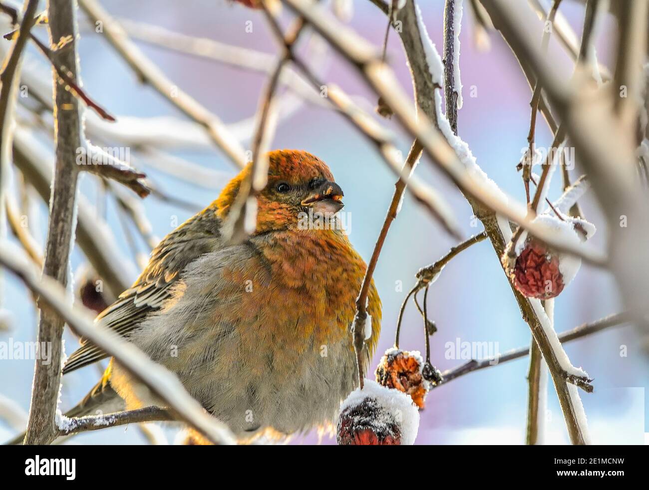 Common Rosefinch female or Carpodacus erythrinus winter berries feeding. Colorful wild songbird on tree branch with red berry eating. Birdwatching for Stock Photo