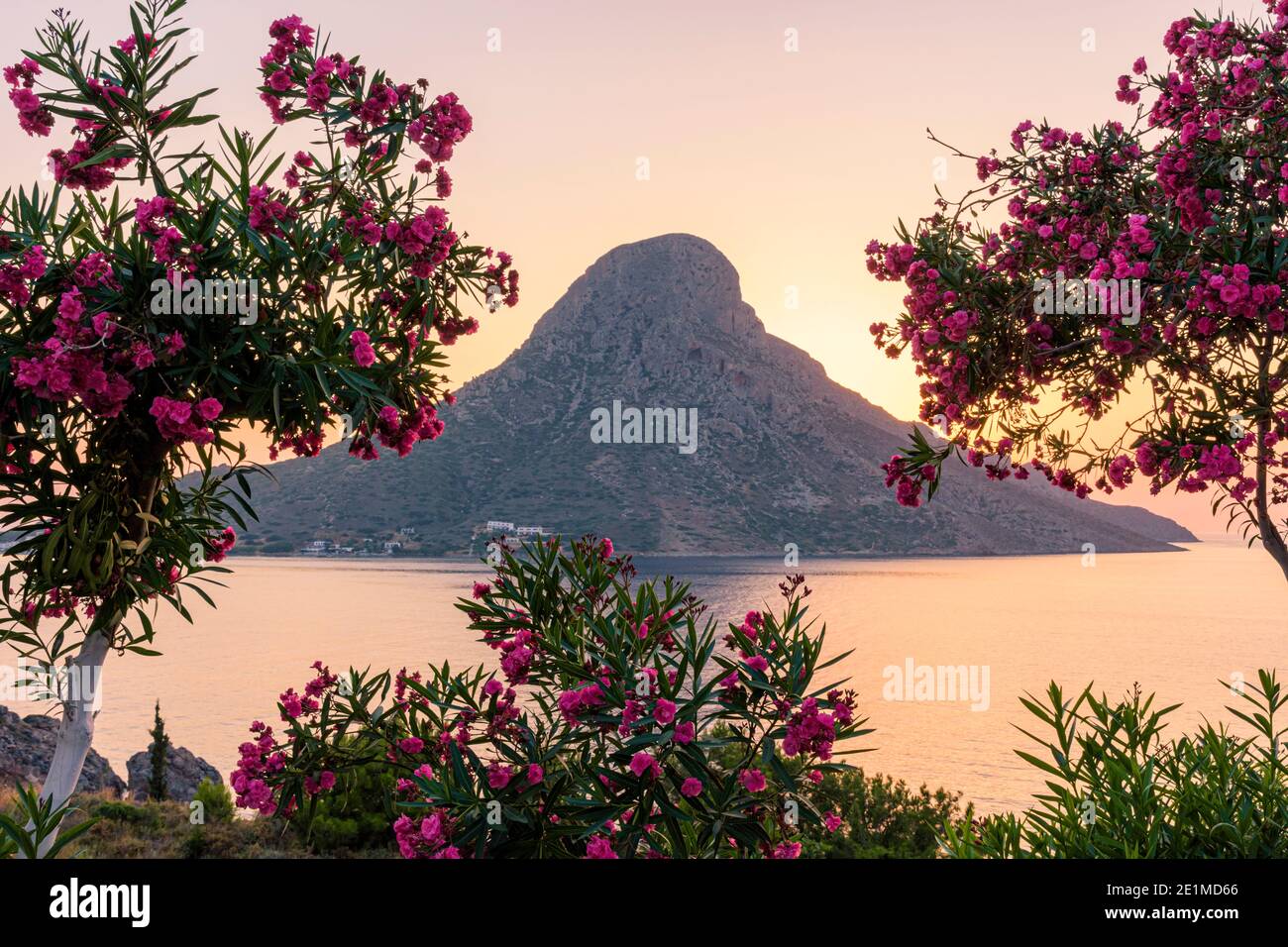 Greek Islands sunset of oleander framed views over Telendos Island, Kalymnos, Dodecanese, Greece Stock Photo