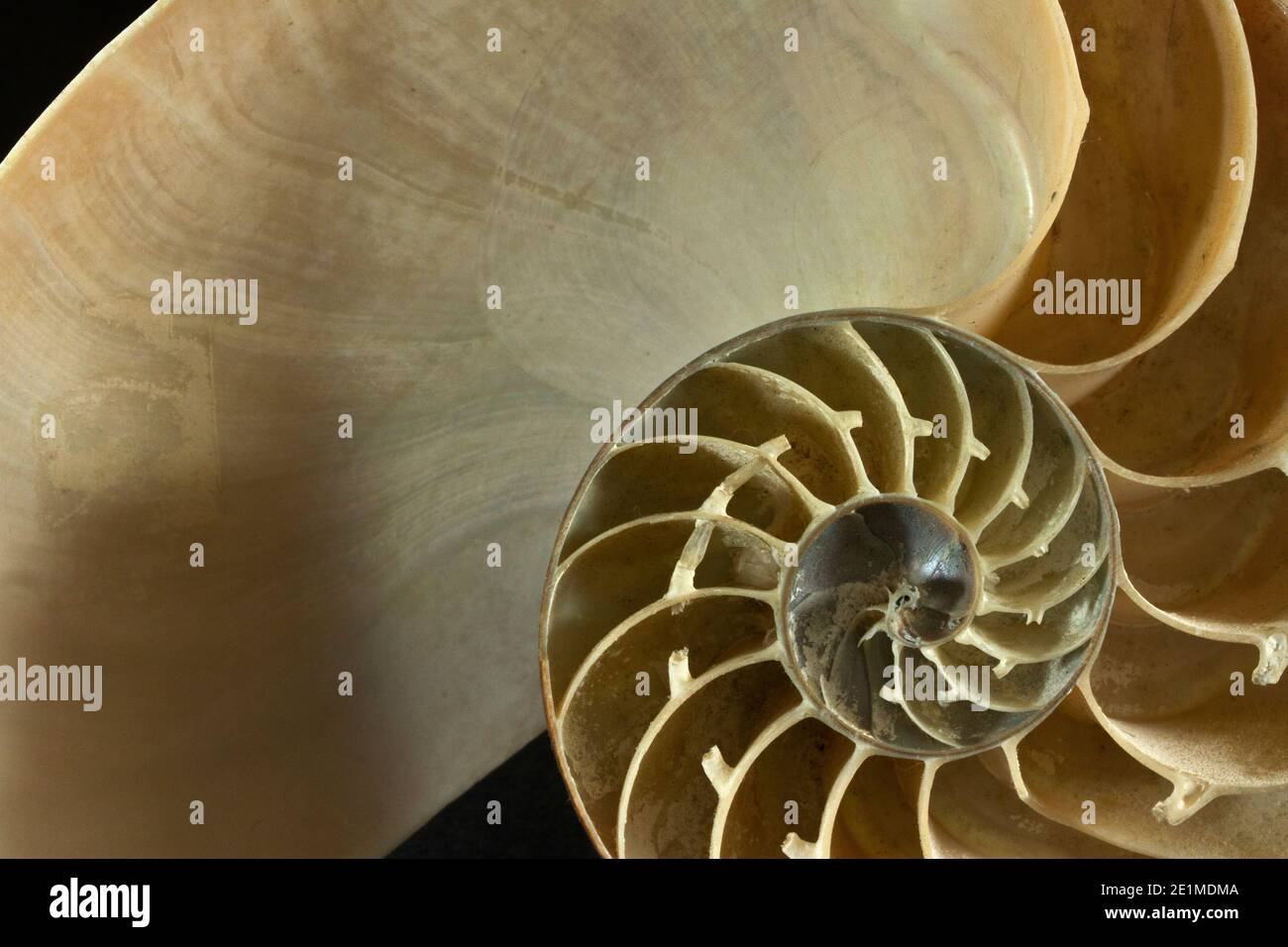 Pearly Nautilus High Resolution Stock Photography And Images Alamy
