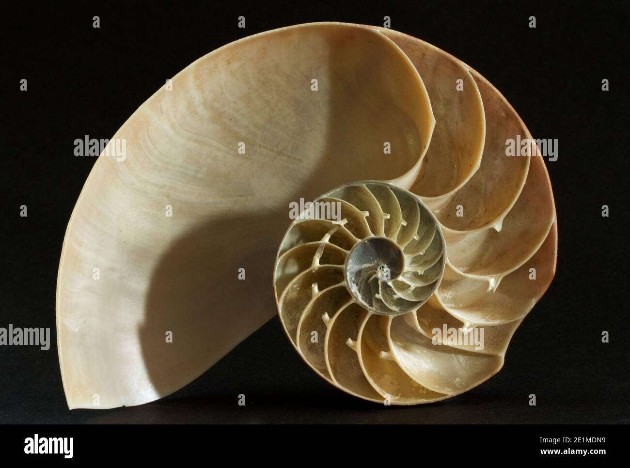 Pearly Nautilus High Resolution Stock Photography And Images Alamy