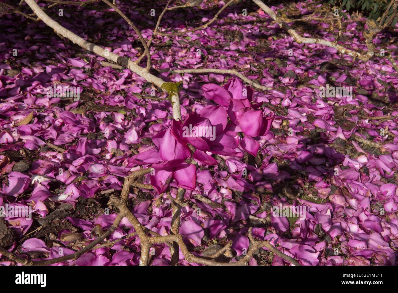 Bright Pink Spring Flowers on a Deciduous Campbells Magnolia Tree (Magnolia campbellii subsp. mollicomata 'Lanarth') Growing in a Garden in Cornwall Stock Photo