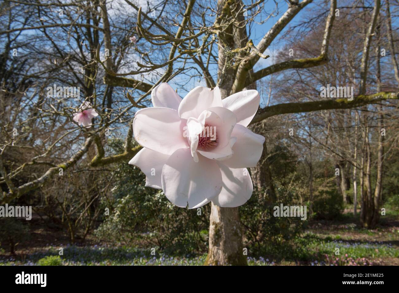 Pale Pink Spring Flowers on a Deciduous Campbells Magnolia Tree (Magnolia campbellii 'Charles Raffill') Growing in a Woodland Garden in Rural Devon Stock Photo
