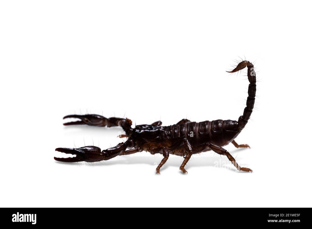 Side view of young Asian forest scorpion in agressive defense pose. Isolated on white background. Stock Photo