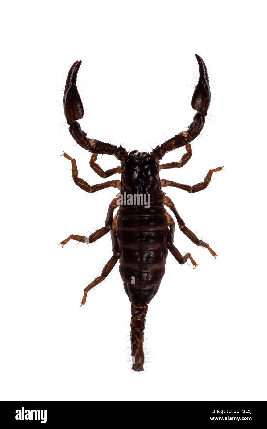 Top view of young Asian forest scorpion in agressive defense pose. Isolated on white background. Stock Photo