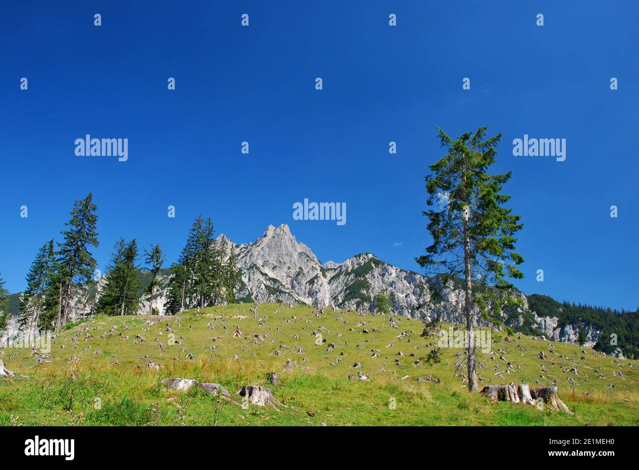 mountain landscape with trees and tree stump Stock Photo