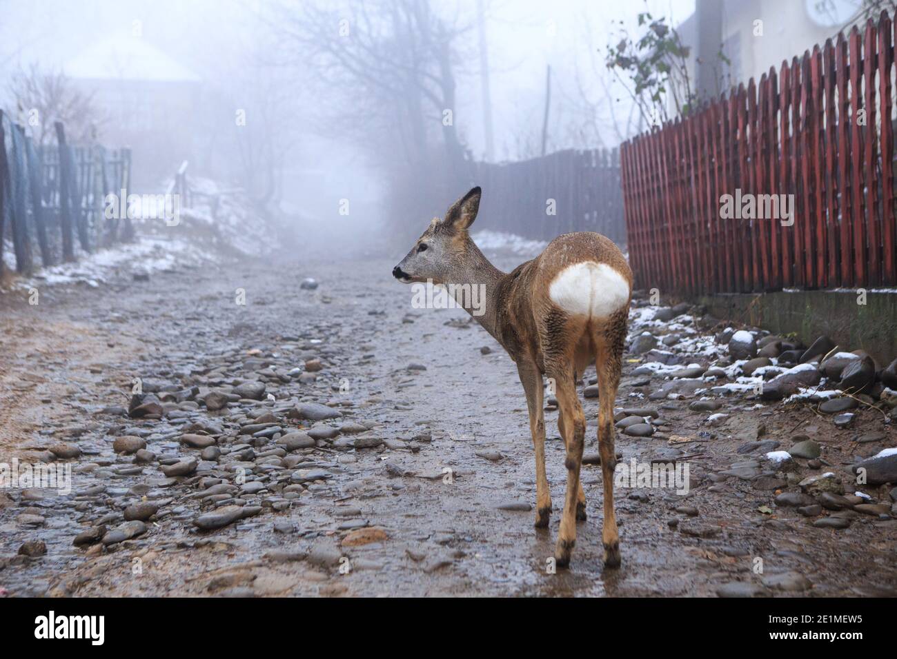 Non Exclusive: VILSHYNKY, UKRAINE - JANUARY 7, 2021 - A roe deer nicknamed Sosia has been tamed by local residents, Vilshynky village, Perechyn distri Stock Photo