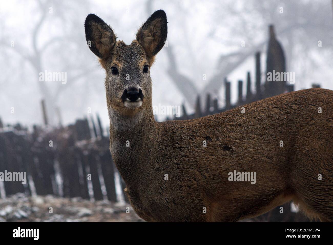 Non Exclusive: VILSHYNKY, UKRAINE - JANUARY 7, 2021 - A roe deer nicknamed Sosia has been tamed by local residents, Vilshynky village, Perechyn distri Stock Photo