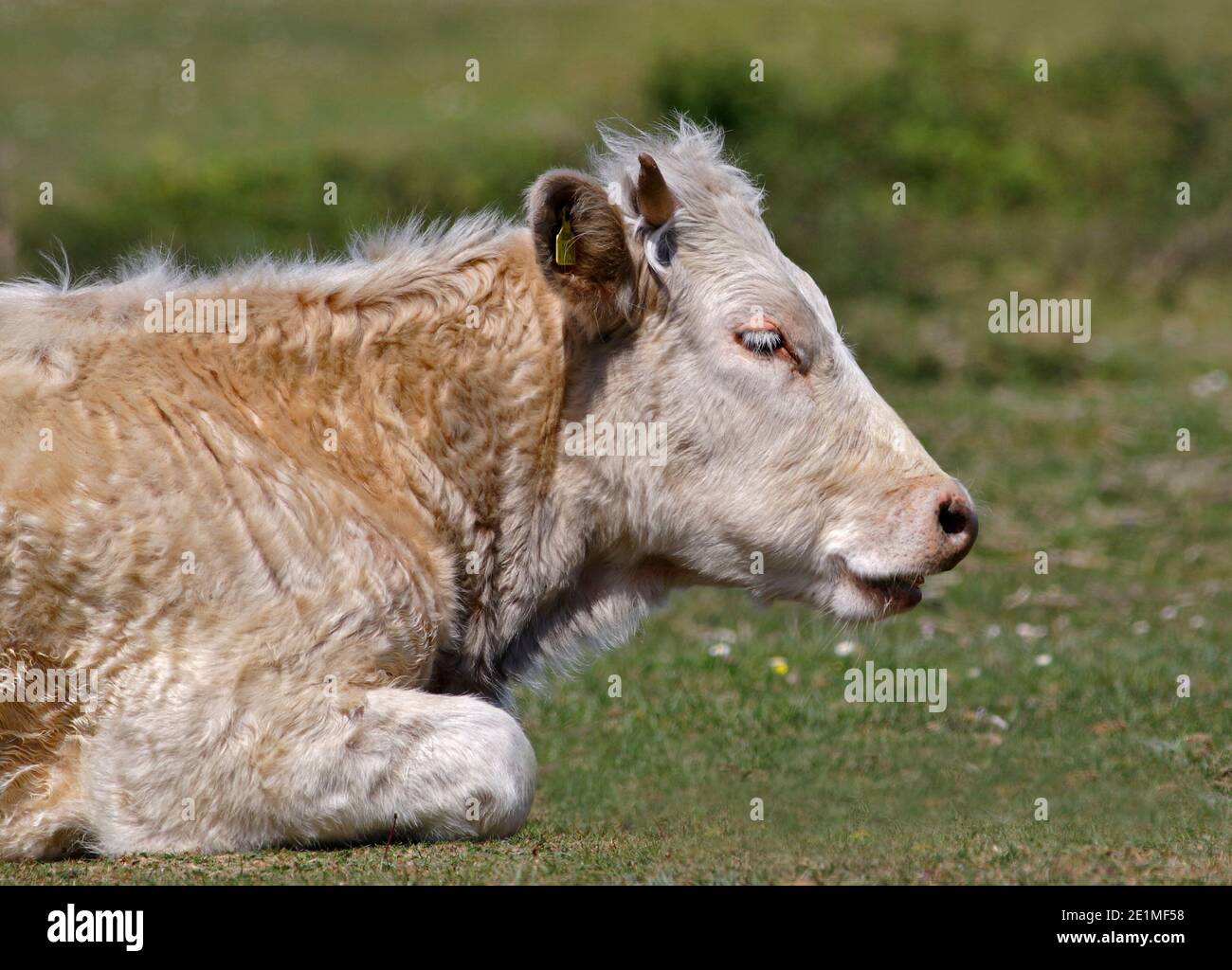 Cow in the New Forest, Hampshire, England Stock Photo Alamy