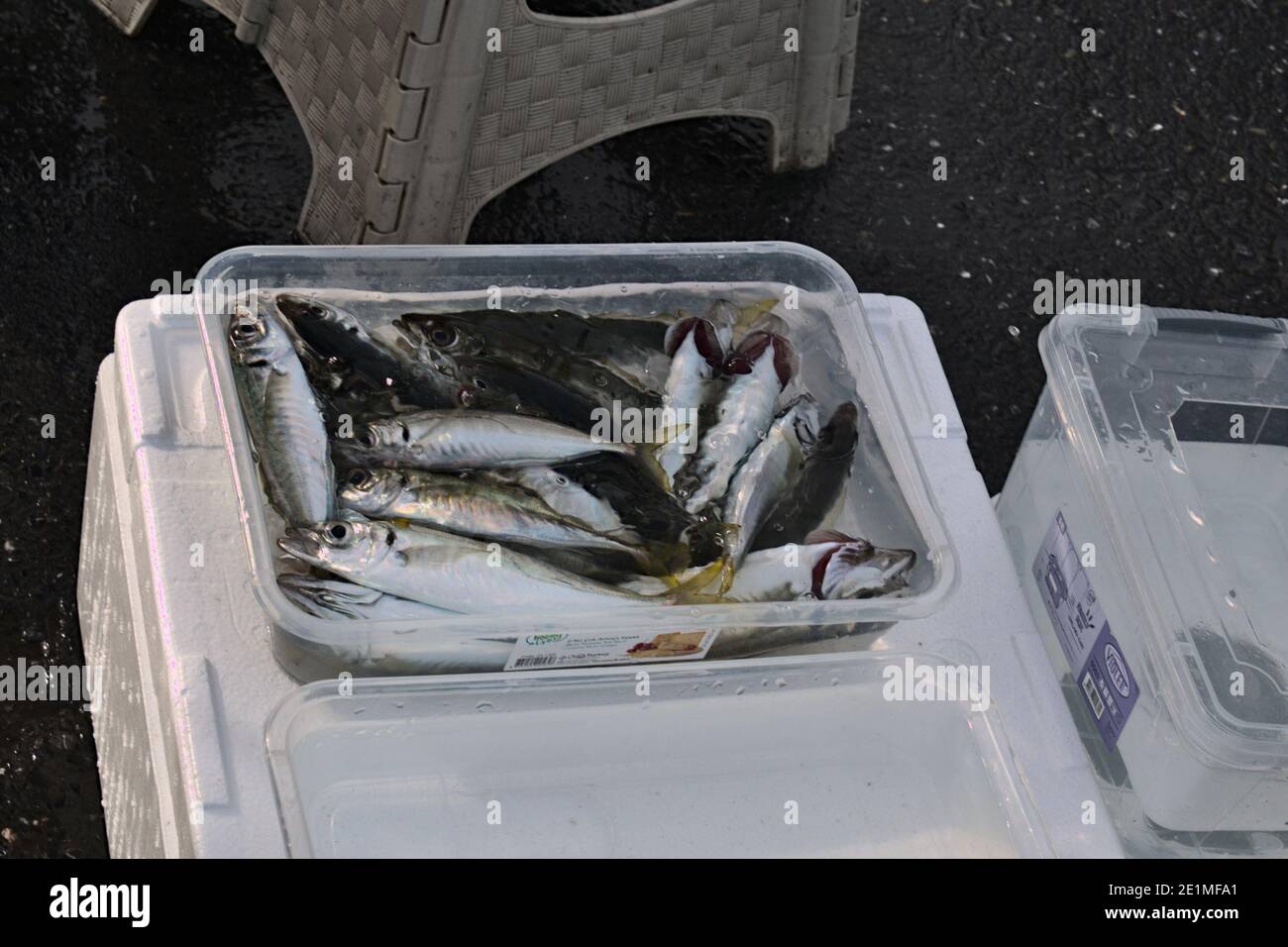Fresh lake fish in a plastic bucket Stock Photo - Alamy, transparent bucket  of fish