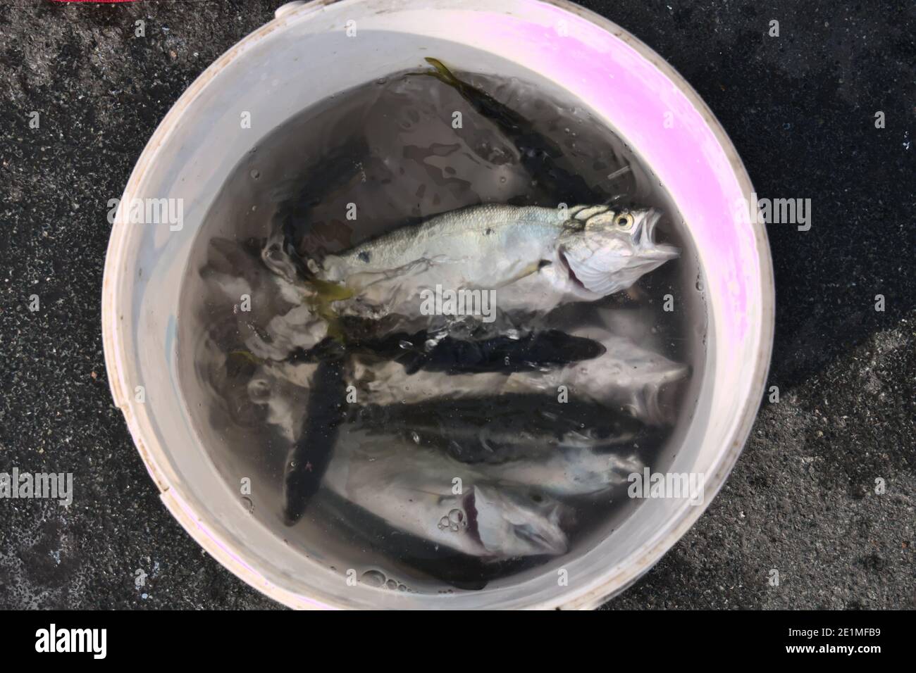 Sale bucket of fish hi-res stock photography and images - Page 3 - Alamy