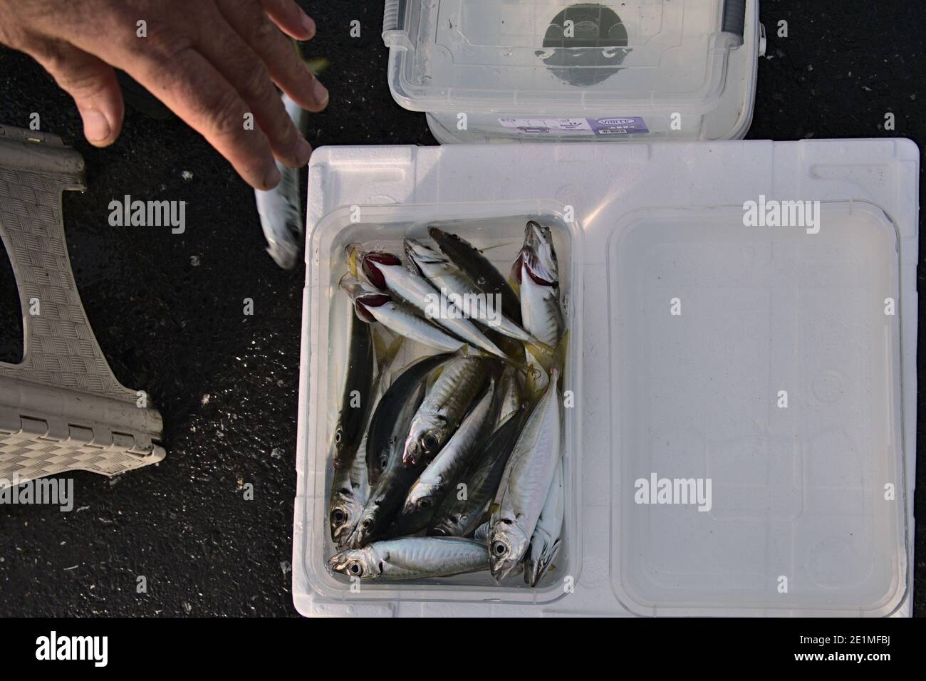 Full Bucket Fish Spring Fishing Stock Photo 1082351372