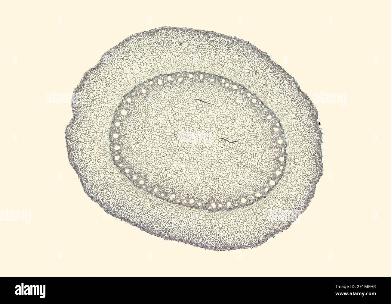 cross section cut under the microscope – microscopic view of plant cells for botanic education Stock Photo