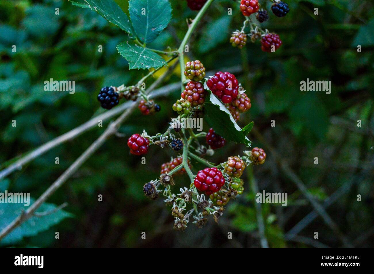 Wild blackberry (Rubus plicatus) almost ripe, natural berries in the forest with bookeh background Stock Photo