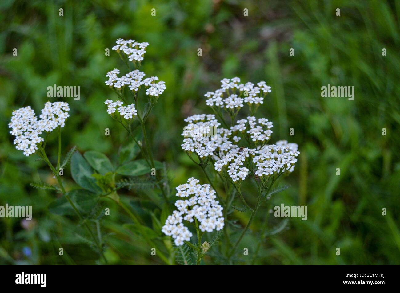 Daucus carota, or wild carrot, bird's nest, bishop's lace, Queen Anne's lace, a white, flowering plant in the family Apiaceae, being polenized by wild Stock Photo