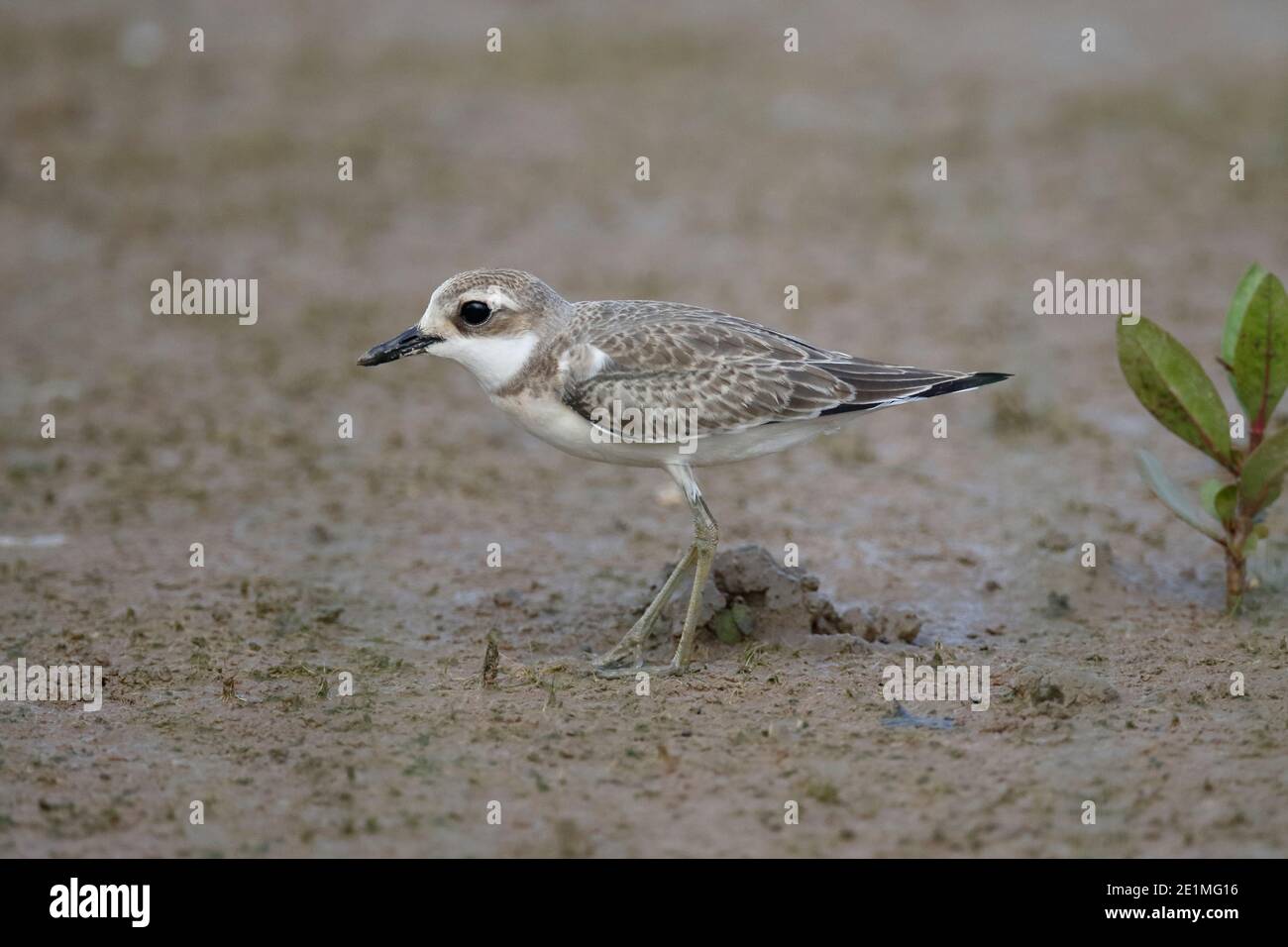 Greater Sand Plover (Charadrius leschenaultii), first year bird, standing on tidal mudflat, Mai Po Nature Reserve, Hong Kong 30th Aug 2015 Stock Photo
