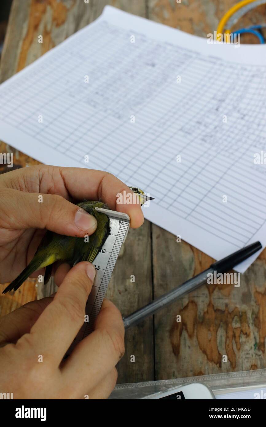 Bird Ringing (Banding) for research, Mai Po Nature Reserve, Hong Kong 26th Sept 2015 Stock Photo