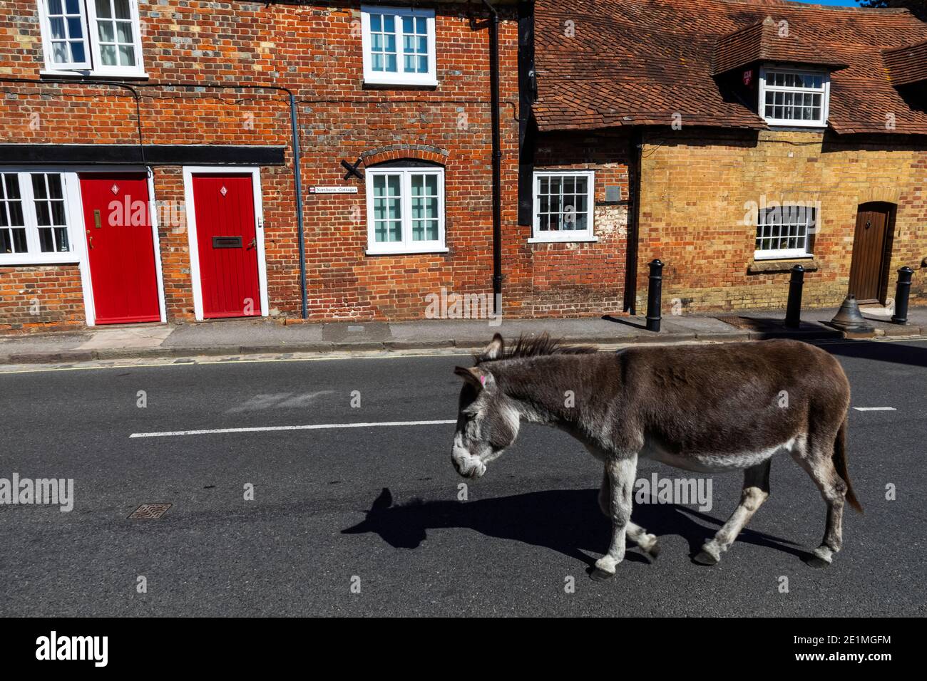 Donkey walking on road hires stock photography and images Alamy