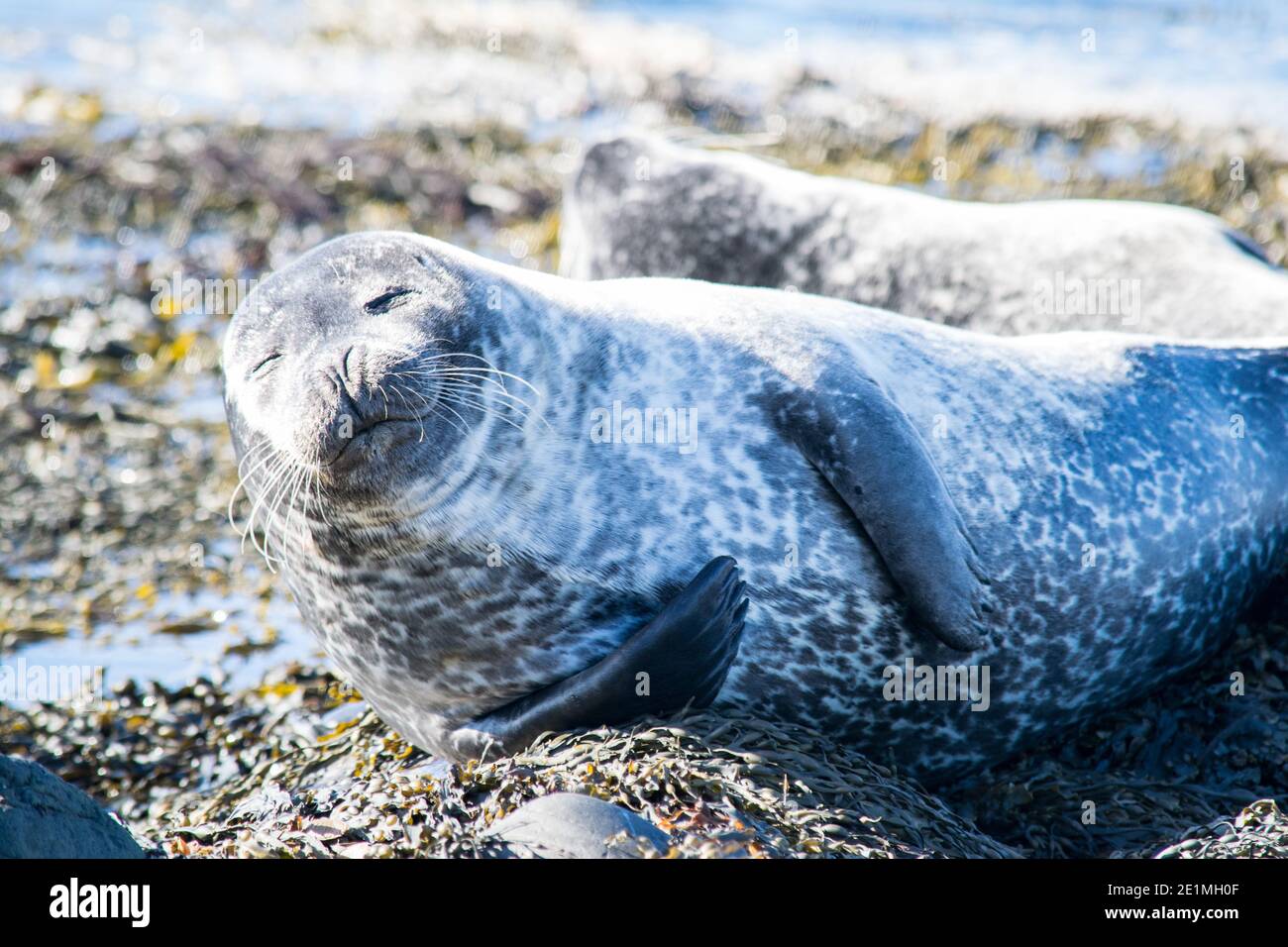 Seals at Ytri Tunga Beach in Iceland Stock Photo