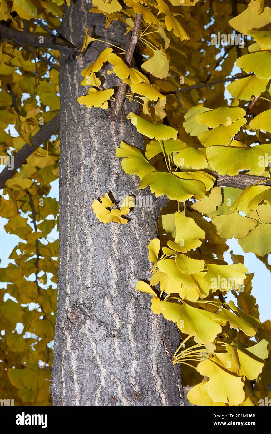 Ginkgo biloba yellow foliage in autumn Stock Photo Alamy