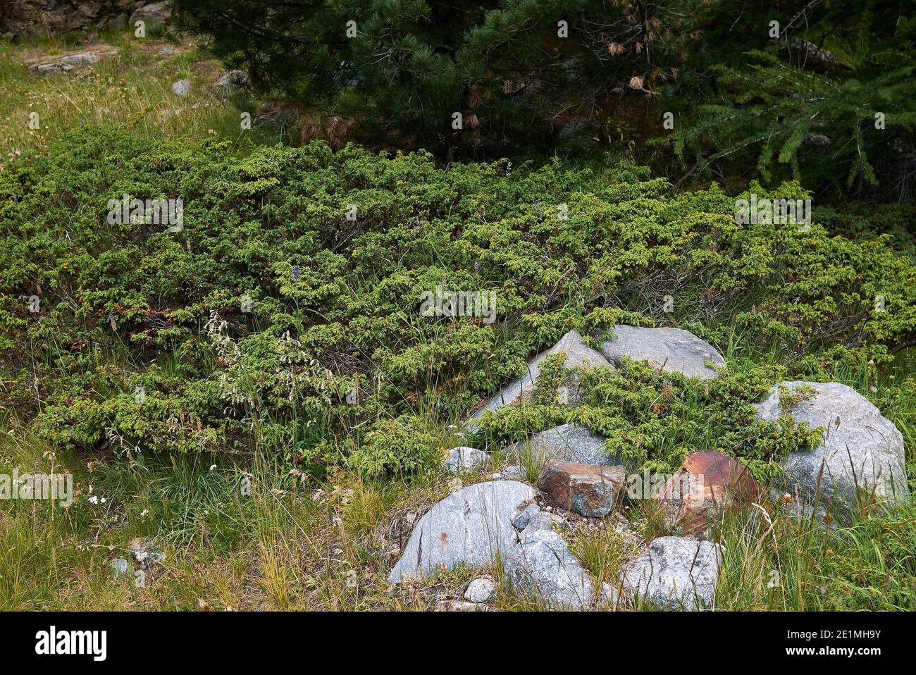 Alpine juniperus shrubs in Switzerland Stock Photo