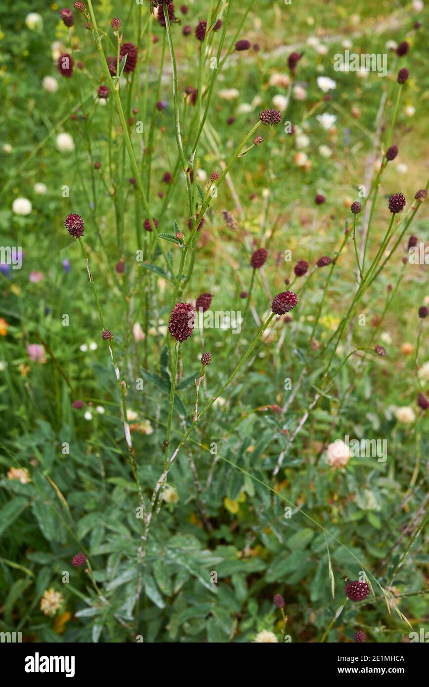 great-inflorescence-flower-hi-res-stock-photography-and-images-alamy