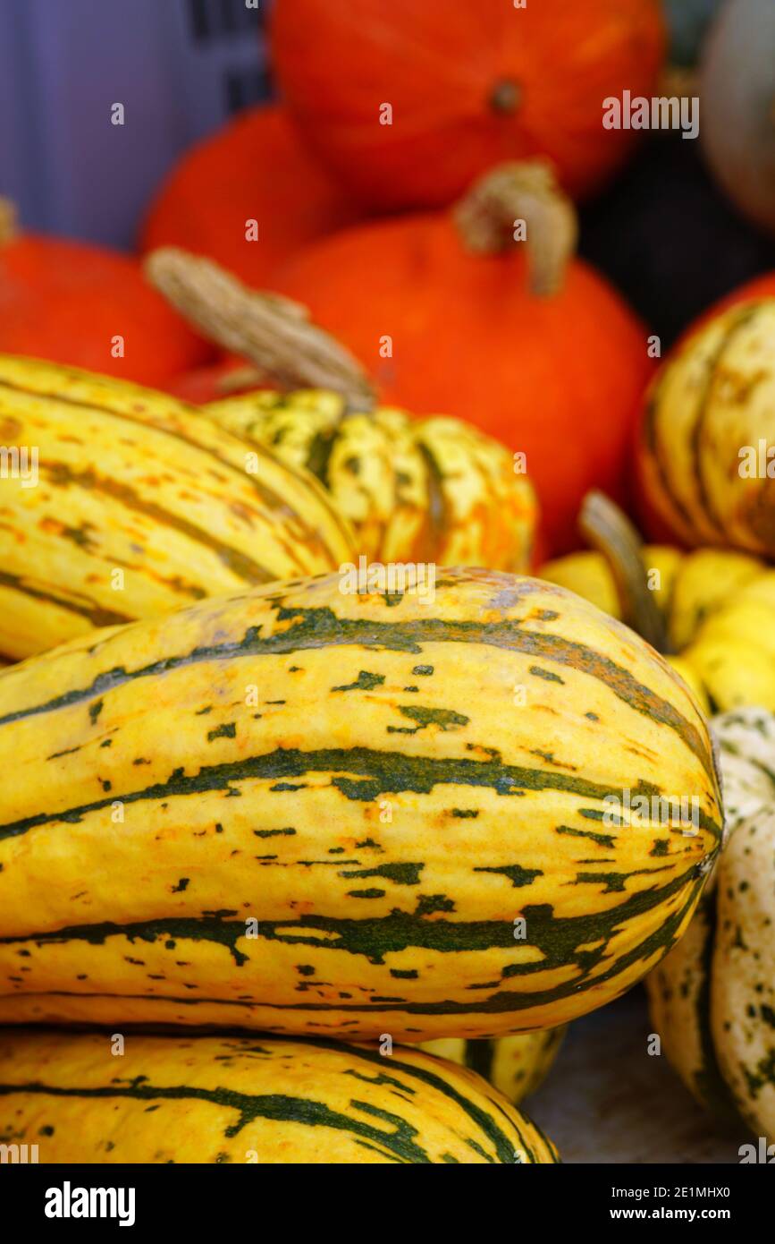 Yellow and green striped delicata squash in bulk at the farmers market in the fall Stock Photo