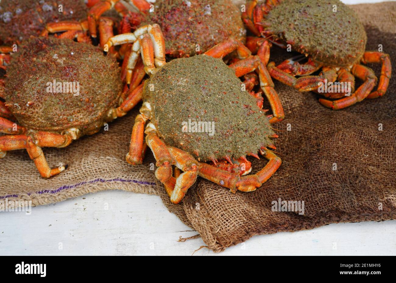 Sea spider crab for sale at a French seafood market in Brittany Stock