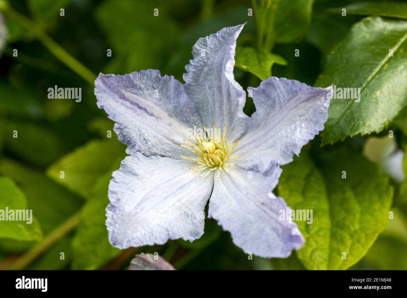 Clematis 'Blekitny Aniol' (Blue Angel) a summer flowering shrub plant with a blue lilac summertime flower which open from June until September, stock Stock Photo