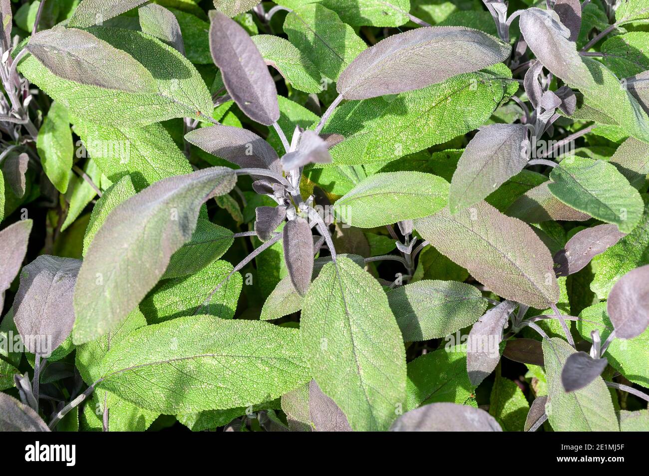 Purple Sage (Salvia officinalis 'Purpurascens' ) a summer flower herb plant, stock photo image Stock Photo