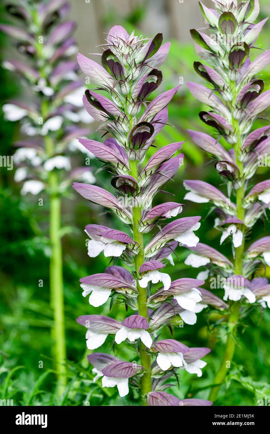 Acanthus mollis Bear's Breeches a spring summer flowering plant with a white summertime flower and a purple hood which open in July and August and is Stock Photo