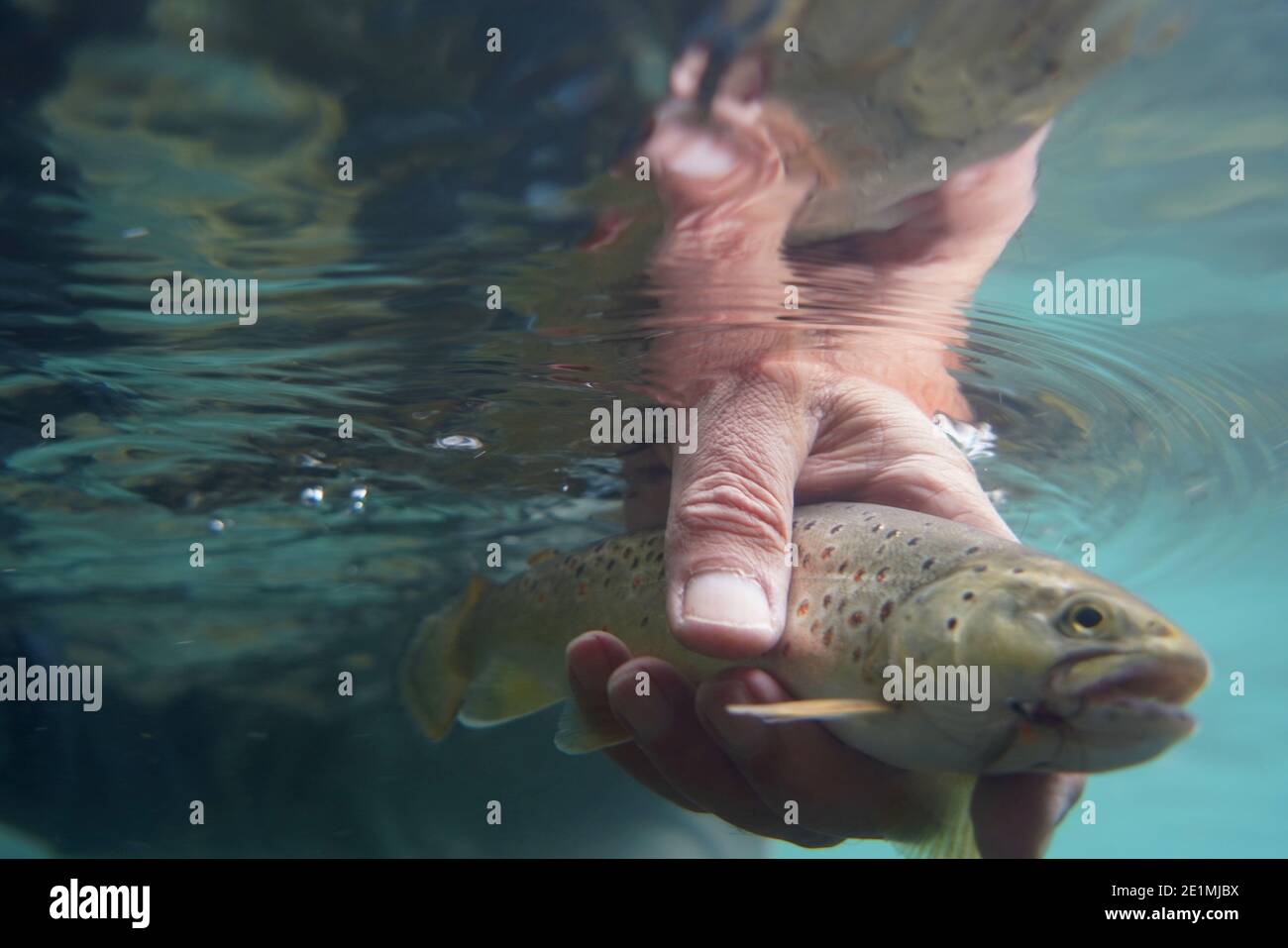 catch of a brown trout with fly fishing in very clear water Stock Photo