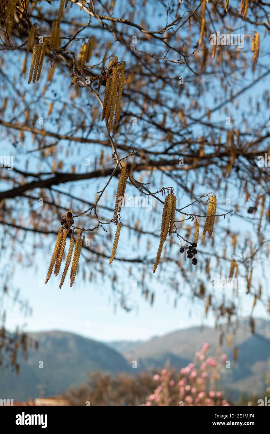 Catkins, European black alder tree (Alnus glutinosa) in spring, Zagori ...