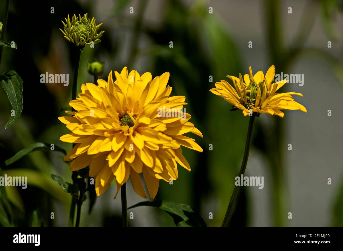 Bloom of dwarf sunflower plant or Helianthus dwarf in manastery garden, village Zhelyava, Bulgaria Stock Photo
