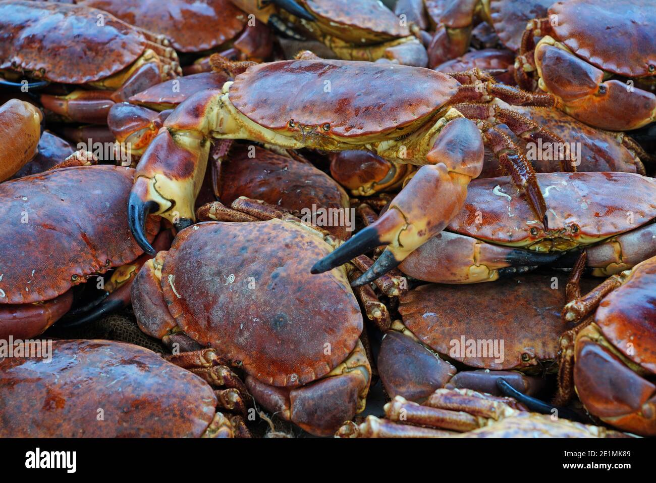 Fresh hard shell crab for sale at a French seafood market in Brittany