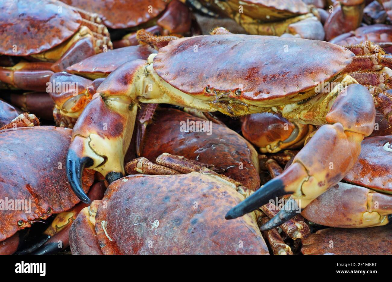 Fresh hard shell crab for sale at a French seafood market in Brittany