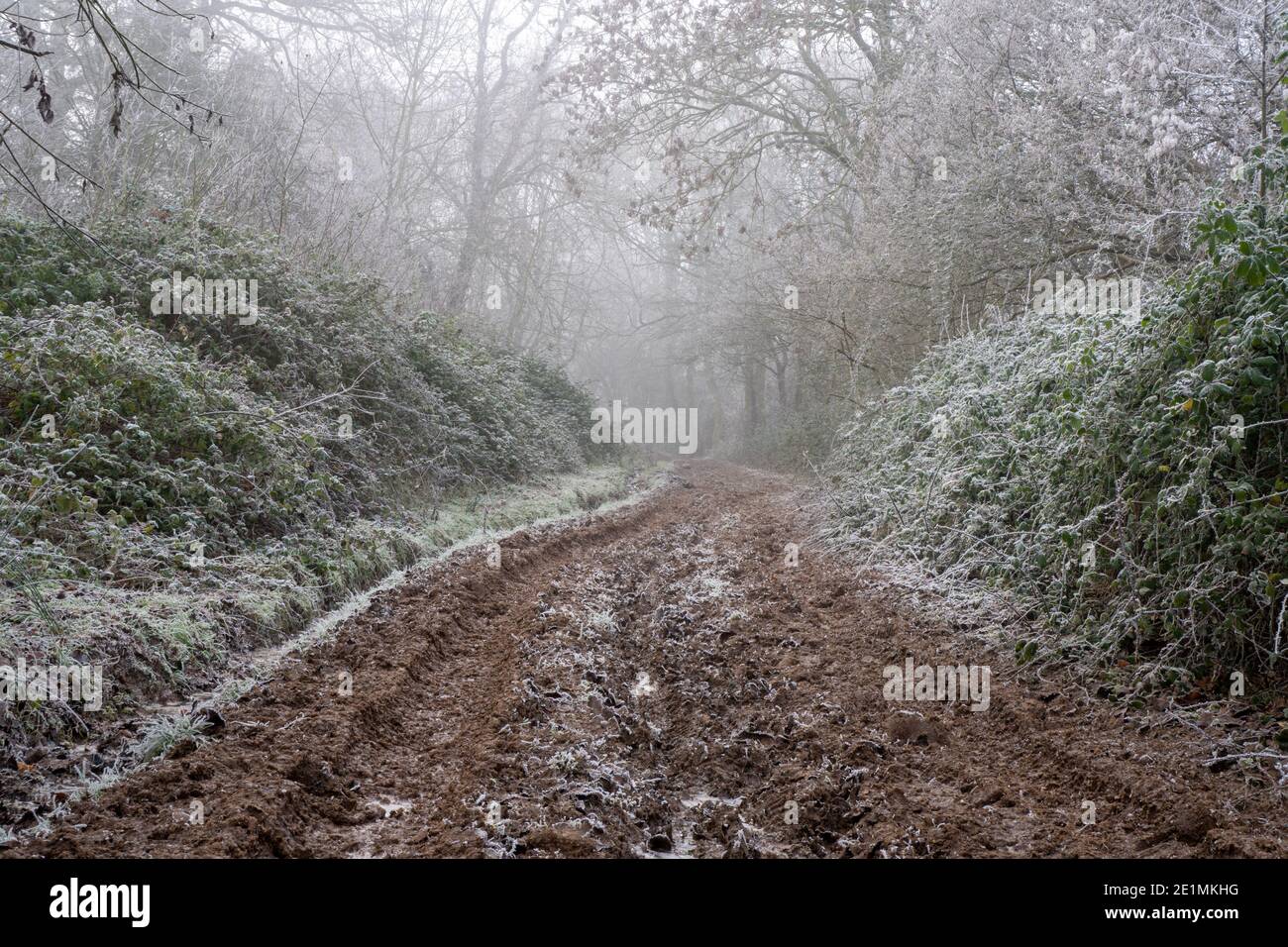 A muddy track through woodland. On a frosty winters day in the english countryside, Malvern Hills, Worcestershire, UK Stock Photo