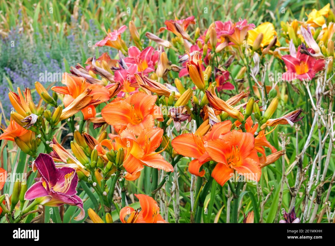 Summer flowers, various Hemerocallis flowering herbaceous perennials plants colorful daylilies border Stock Photo