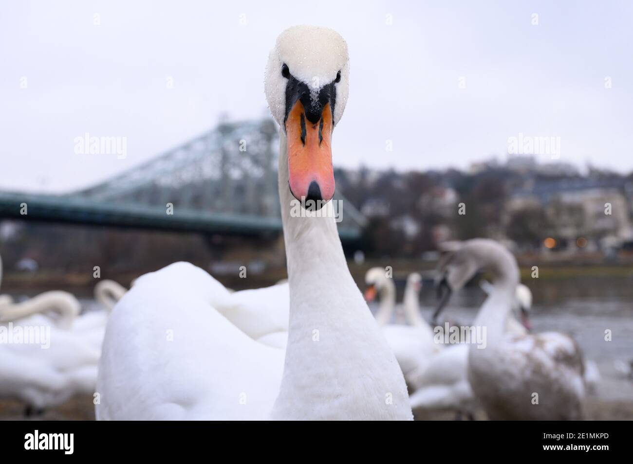 Dresden, Germany. 08th Jan, 2021. Swans are standing on the banks of the Elbe in front of the Elbe bridge 'Blaues Wunder'. Credit: Sebastian Kahnert/dpa-Zentralbild/dpa/Alamy Live News Stock Photo