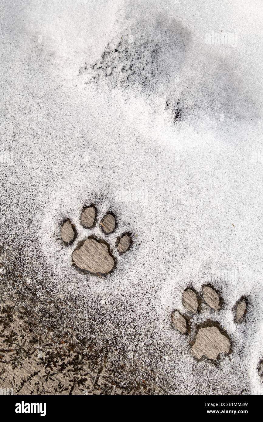 Clear, perfect icy cat paw prints in the snow on wood texture. Copy ...