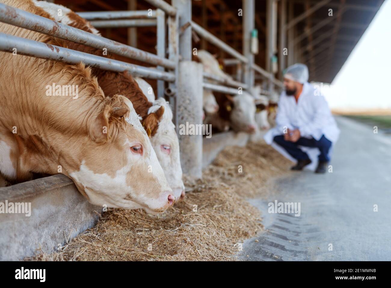Veterinarian checking cows at cow farm. Stock Photo