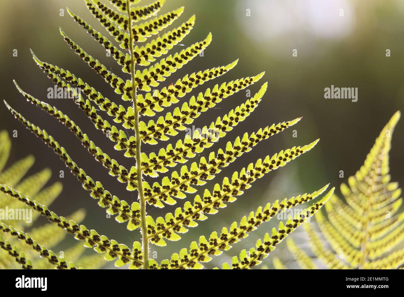 Sunlit green bracken fern leaf fronds, eagle fern, Pteridium aquilinum, underside view showing sori and spores, closeup Stock Photo