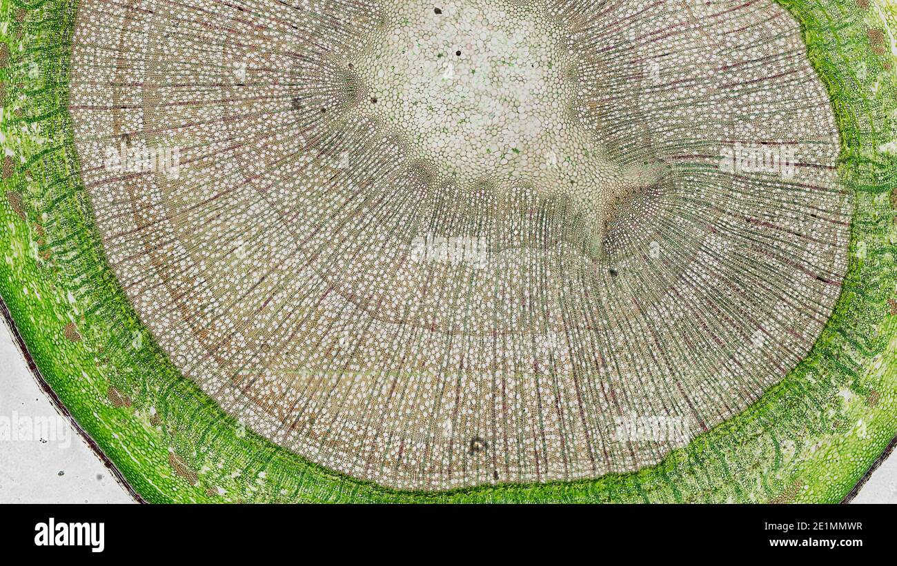 cross section cut under the microscope – microscopic view of plant ...