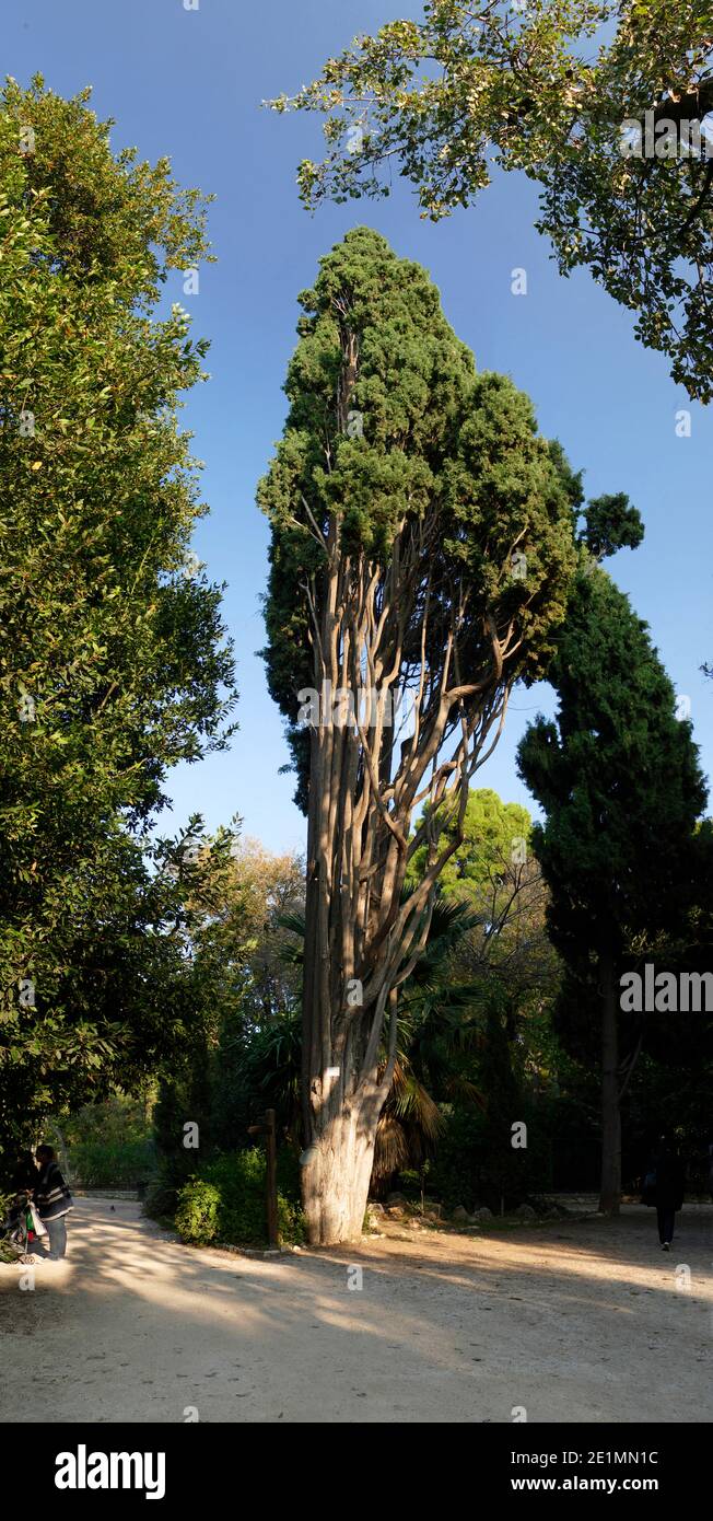 Greece Athens Athen National Garden Cypress trees Stock Photo